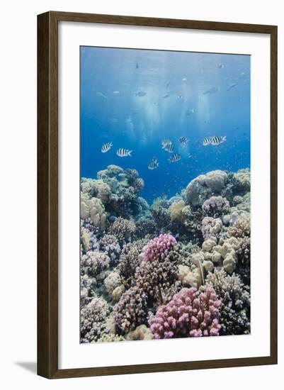 Hard Coral and Tropical Reef Scene, Ras Mohammed Nat'l Pk, Off Sharm El Sheikh, Egypt, North Africa-Mark Doherty-Framed Photographic Print