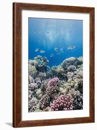 Hard Coral and Tropical Reef Scene, Ras Mohammed Nat'l Pk, Off Sharm El Sheikh, Egypt, North Africa-Mark Doherty-Framed Photographic Print