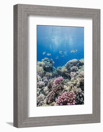 Hard Coral and Tropical Reef Scene, Ras Mohammed Nat'l Pk, Off Sharm El Sheikh, Egypt, North Africa-Mark Doherty-Framed Photographic Print