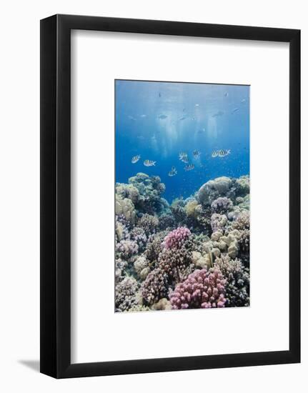 Hard Coral and Tropical Reef Scene, Ras Mohammed Nat'l Pk, Off Sharm El Sheikh, Egypt, North Africa-Mark Doherty-Framed Photographic Print