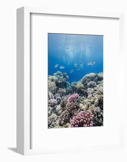 Hard Coral and Tropical Reef Scene, Ras Mohammed Nat'l Pk, Off Sharm El Sheikh, Egypt, North Africa-Mark Doherty-Framed Photographic Print