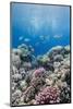 Hard Coral and Tropical Reef Scene, Ras Mohammed Nat'l Pk, Off Sharm El Sheikh, Egypt, North Africa-Mark Doherty-Mounted Photographic Print
