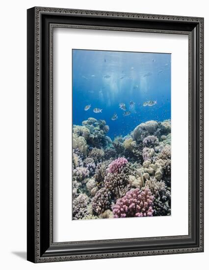 Hard Coral and Tropical Reef Scene, Ras Mohammed Nat'l Pk, Off Sharm El Sheikh, Egypt, North Africa-Mark Doherty-Framed Photographic Print