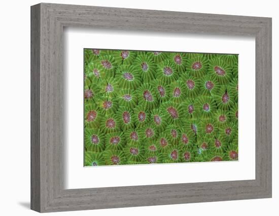 Hard coral.-Jaynes Gallery-Framed Photographic Print