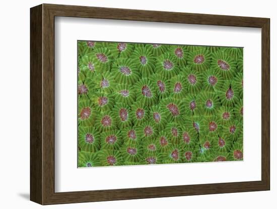 Hard coral.-Jaynes Gallery-Framed Photographic Print