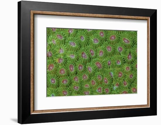 Hard coral.-Jaynes Gallery-Framed Photographic Print