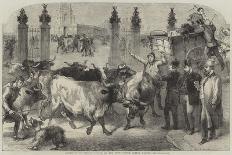 Inspection of Foreign Cattle at the Metropolitan Cattle Market-Harden Sidney Melville-Giclee Print