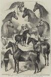 Prize Horses at the Horse Show in the Agricultural Hall, Islington-Harden Sidney Melville-Giclee Print