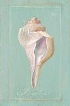 Noble Shell-Hardenbrook Studio-Art Print