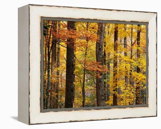 Hardwood Forest in Autumn-James Randklev-Framed Premier Image Canvas