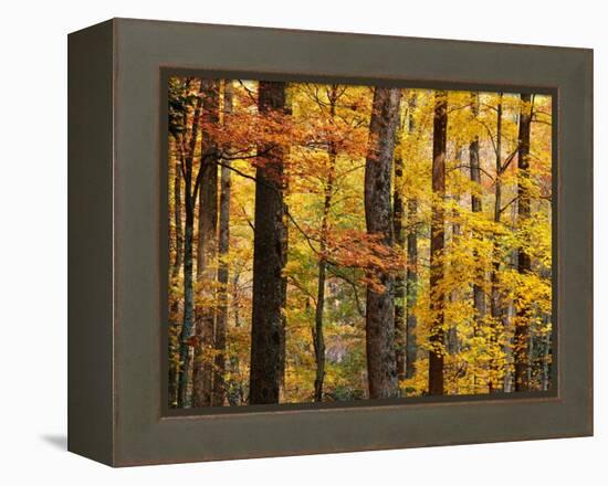 Hardwood Forest in Autumn-James Randklev-Framed Premier Image Canvas