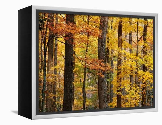 Hardwood Forest in Autumn-James Randklev-Framed Premier Image Canvas