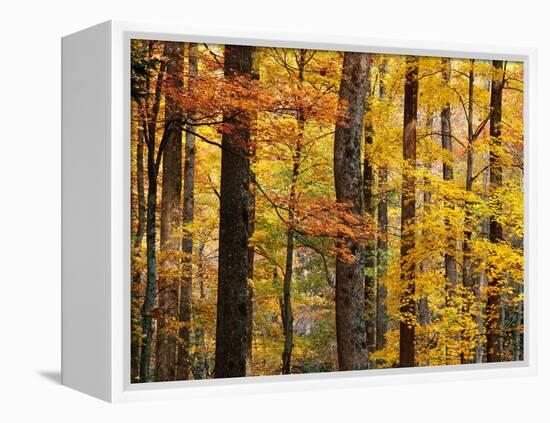 Hardwood Forest in Autumn-James Randklev-Framed Premier Image Canvas