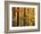 Hardwood Forest in Autumn-James Randklev-Framed Photographic Print