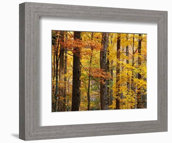 Hardwood Forest in Autumn-James Randklev-Framed Photographic Print