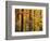 Hardwood Forest in Autumn-James Randklev-Framed Photographic Print