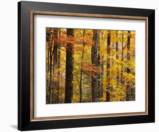 Hardwood Forest in Autumn-James Randklev-Framed Photographic Print