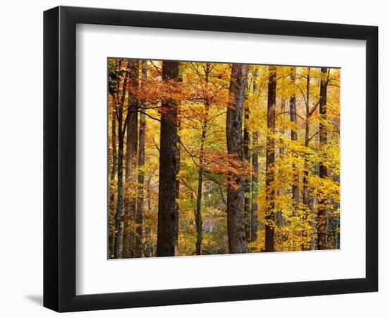 Hardwood Forest in Autumn-James Randklev-Framed Photographic Print