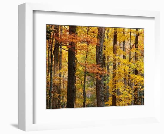 Hardwood Forest in Autumn-James Randklev-Framed Photographic Print