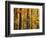 Hardwood Forest in Autumn-James Randklev-Framed Photographic Print