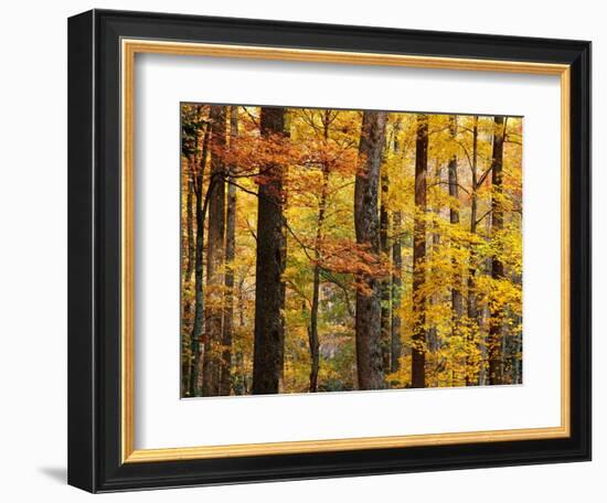 Hardwood Forest in Autumn-James Randklev-Framed Photographic Print