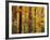 Hardwood Forest in Autumn-James Randklev-Framed Photographic Print