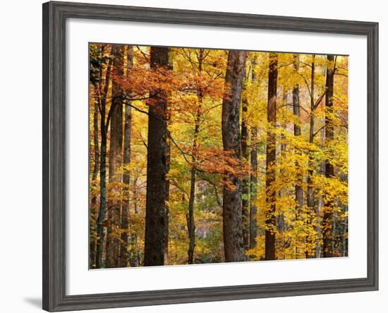 Hardwood Forest in Autumn-James Randklev-Framed Photographic Print