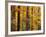 Hardwood Forest in Autumn-James Randklev-Framed Photographic Print