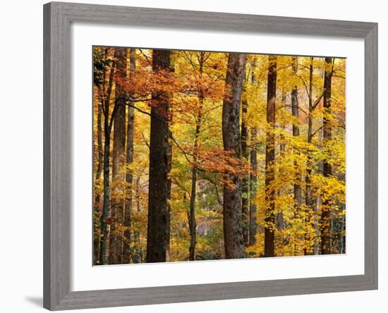 Hardwood Forest in Autumn-James Randklev-Framed Photographic Print