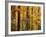 Hardwood Forest in Autumn-James Randklev-Framed Photographic Print