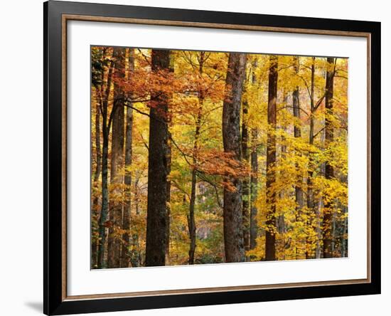 Hardwood Forest in Autumn-James Randklev-Framed Photographic Print