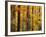 Hardwood Forest in Autumn-James Randklev-Framed Photographic Print