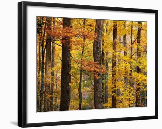 Hardwood Forest in Autumn-James Randklev-Framed Photographic Print