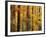 Hardwood Forest in Autumn-James Randklev-Framed Photographic Print