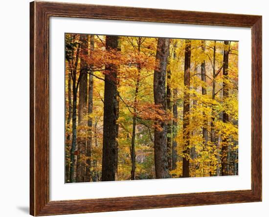 Hardwood Forest in Autumn-James Randklev-Framed Photographic Print