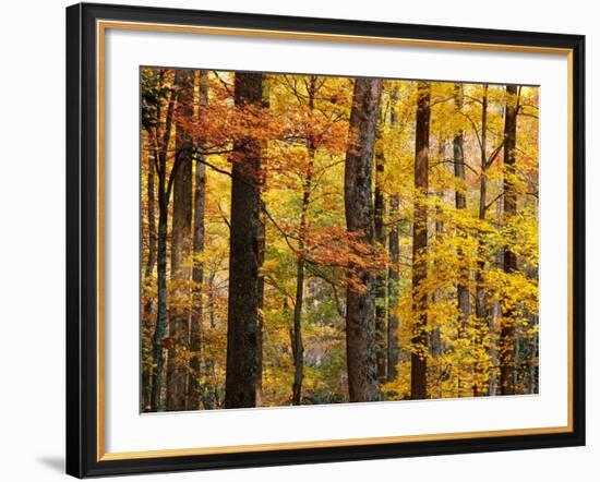 Hardwood Forest in Autumn-James Randklev-Framed Photographic Print