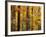 Hardwood Forest in Autumn-James Randklev-Framed Photographic Print