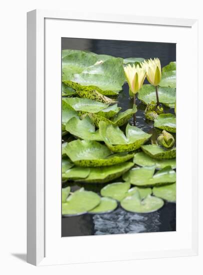 Hardy Waterlily, USA-Lisa S. Engelbrecht-Framed Premium Photographic Print