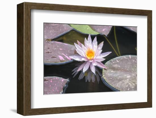 Hardy Waterlily, Usa-Lisa S. Engelbrecht-Framed Photographic Print