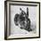 Hare, 1502-Albrecht Durer-Framed Giclee Print