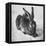 Hare, 1502-Albrecht Durer-Framed Premier Image Canvas