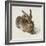 Hare, 1502-Albrecht Dürer-Framed Giclee Print