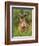 hare 2-David Stribbling-Framed Art Print