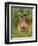 hare 2-David Stribbling-Framed Art Print