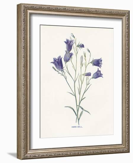 Hare-Bell-Gwendolyn Babbitt-Framed Art Print