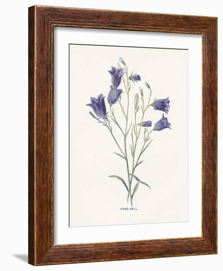 Hare-Bell-Gwendolyn Babbitt-Framed Art Print