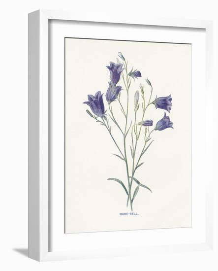 Hare-Bell-Gwendolyn Babbitt-Framed Art Print