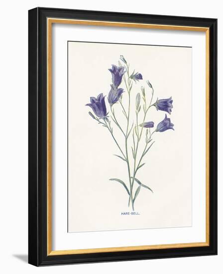 Hare-Bell-Gwendolyn Babbitt-Framed Art Print