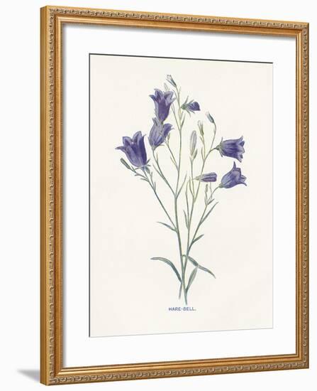 Hare-Bell-Gwendolyn Babbitt-Framed Art Print