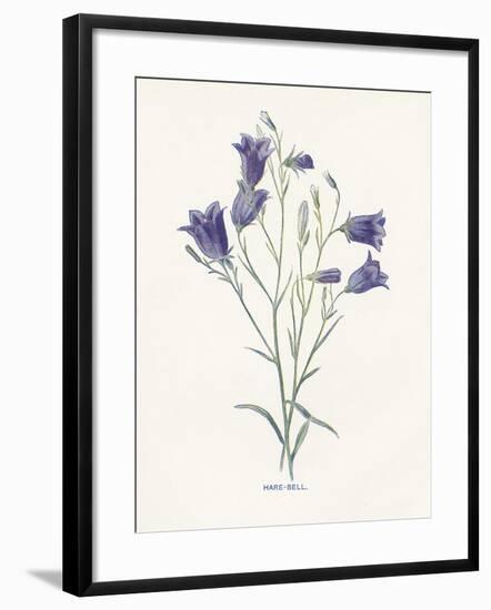 Hare-Bell-Gwendolyn Babbitt-Framed Art Print